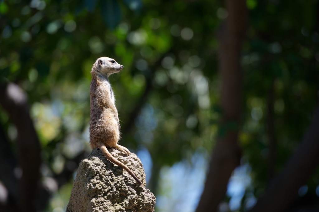 Inizia la ricerca in solitaria: un suricato rappresenta The Half Hermit che guarda verso l